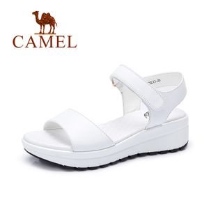 Camel/骆驼 A62504634