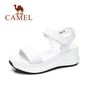 Camel/骆驼 A72504681