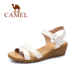 Camel/骆驼 A72862682