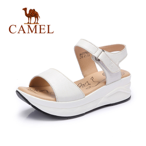 Camel/骆驼 A62379603